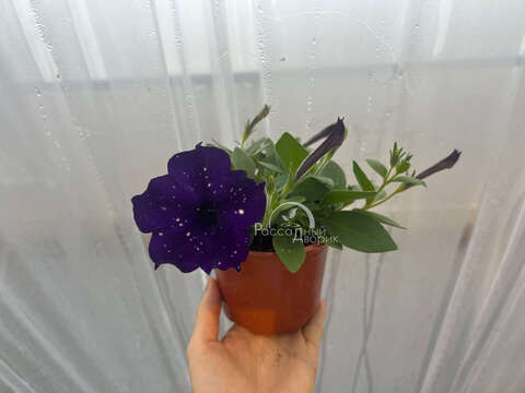 Петуния Violet Sky