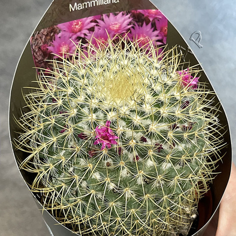 Маммиллярия Прингла d10