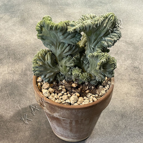 Миртиллокактус Геометризанс Кристата в Керамике d17