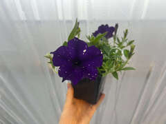 Петуния Violet Sky