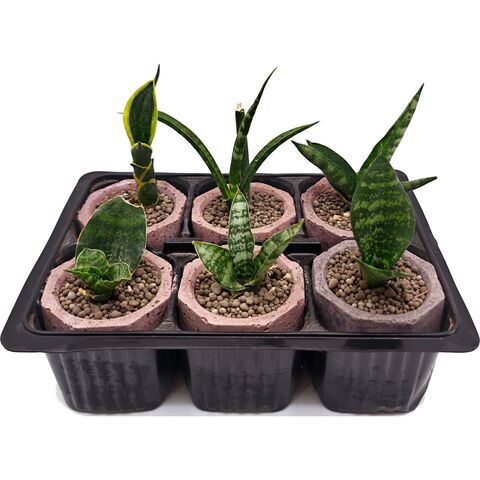 Набор суккулентов D5 №61514