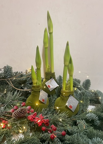 Гиппеаструм амариллис в воске Зелёный Бархат