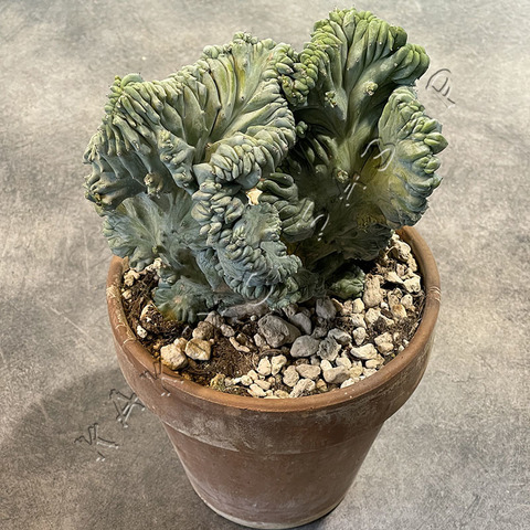 Миртиллокактус Геометризанс Кристата в Керамике d17