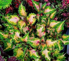 Бондиана колеус