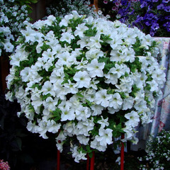 3225 Петуния FANFARE WHITE (ВЕСНА 2025)