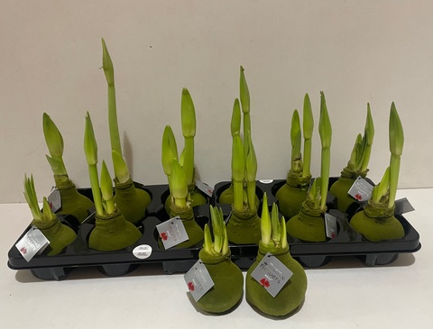 Гиппеаструм амариллис в воске Зелёный Бархат