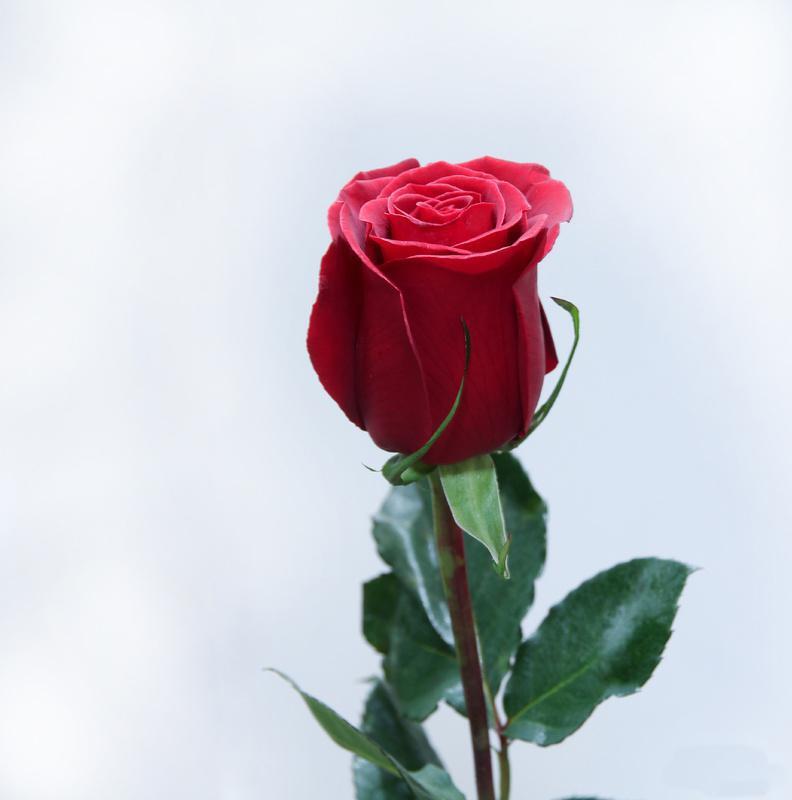 Средняя цена одной розы. Один цветок.