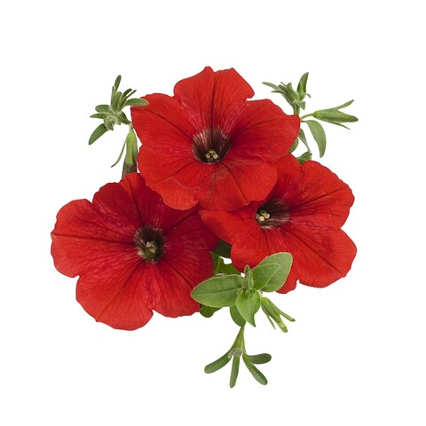 3256 Петуния SURPRISE RED (ВЕСНА 2025)