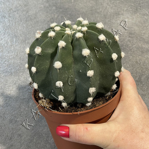 Эхинопсис Оксигона d10