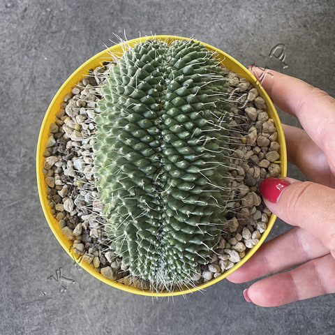 Маммиллярия Спинозиссима Ун Пико Кристата d15 (Прямая)