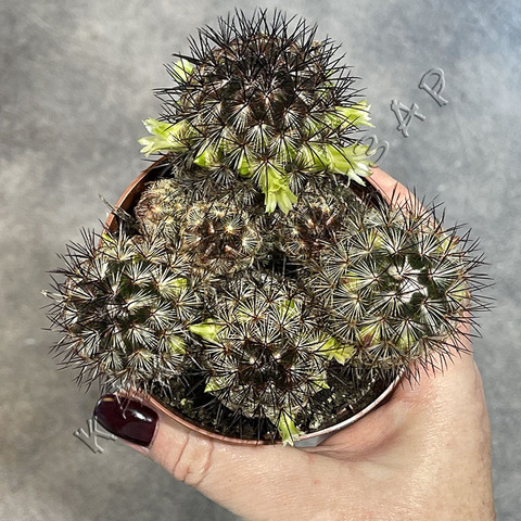 Маммиллярия Микрохелия d8