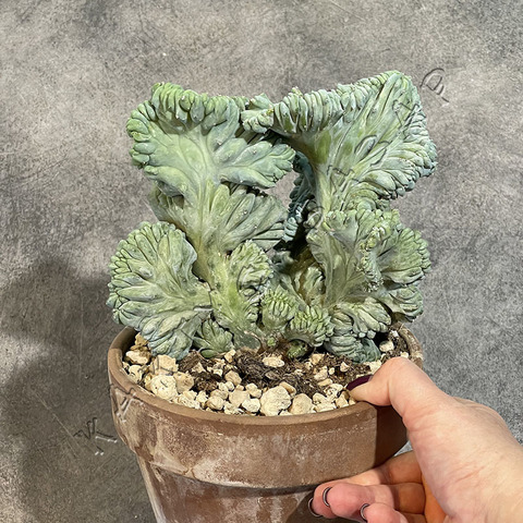 Миртиллокактус Геометризанс Кристата в Керамике d17