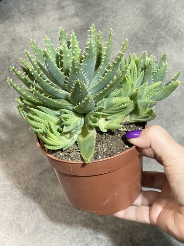 Алоэ Митриформис