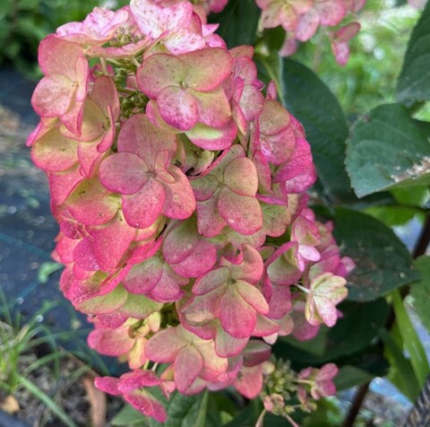 Гортензия метельчатая Би Свит