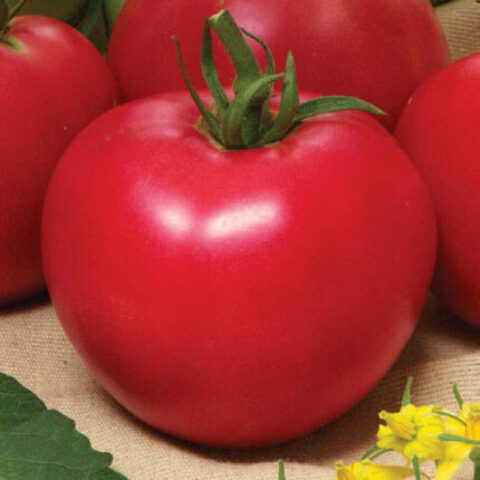 Томат Розана