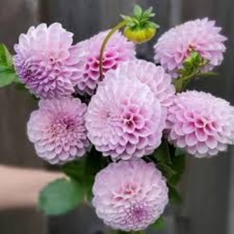 Георгин Снохо Соня (Snoho Sonia)