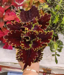 Wicked witch колеус