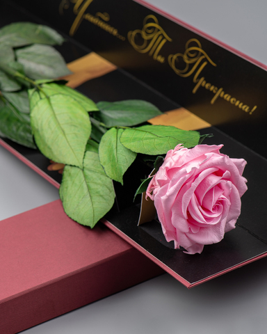 Роза Премиум в подарочной коробке(бордо) комплимент .Бутон розовый.