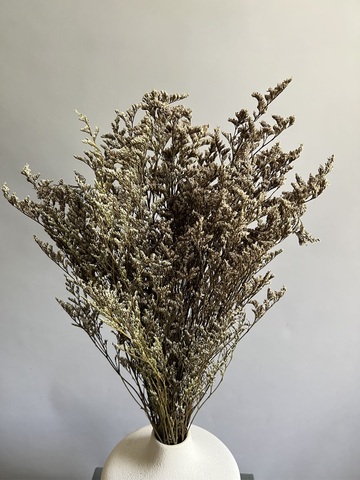 Кермек бело-коричневый