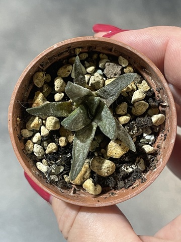 Ариокарпус Скафарострус Биггер