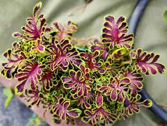 Bianca Тай колеус КСР