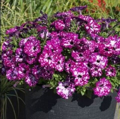 Петуния Startunia Purple