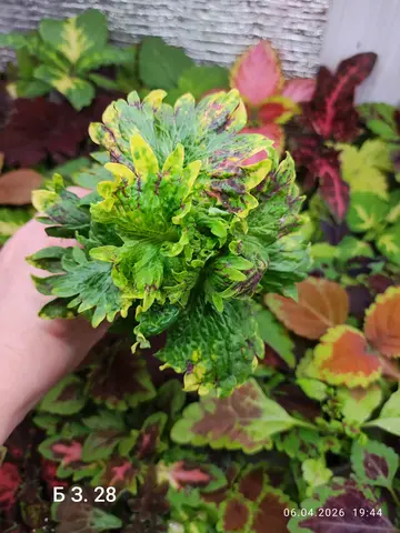 БЗ. 28 колеус