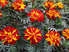 Бархатцы отклоненные золотисто-желтые с красными пятнами