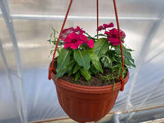 Катарантус черная вишня в кашпо