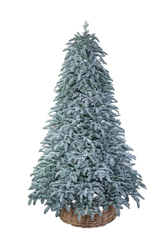 Triumph tree ель Нормандия пушистая заснеженная РЕ 2,60м