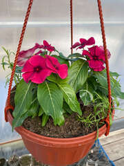 Катарантус черная вишня в кашпо