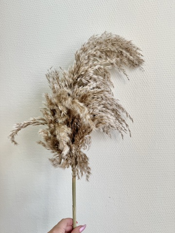 Тростник Натуральный крупный (1 шт)