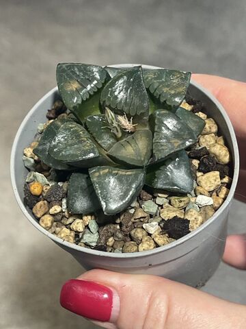 Хавортия Спрингблоквлакензис d7