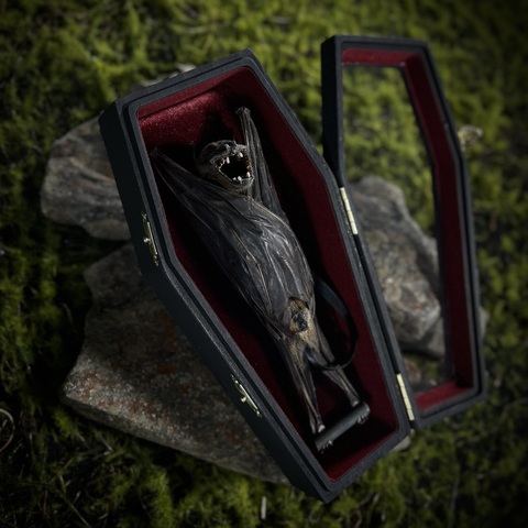 Летучая мышь в гробу