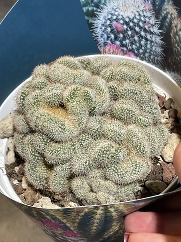 Маммиллярия Элонгата кристата d14