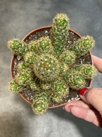 Маммиллярия Элонгата Ангунея d12