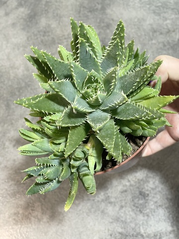 Алоэ Митриформис