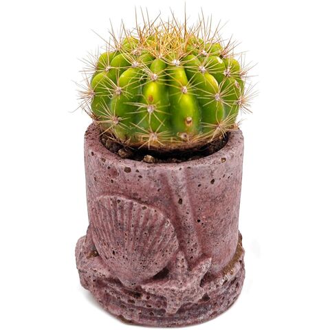 Живой кактус Лобивия Бакеберги