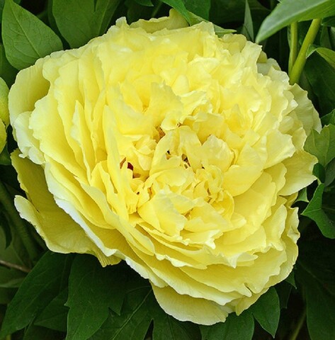 Пион древовидный Йеллоу Краун