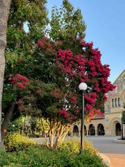 Семена Лагерстремия Индийская