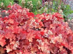 Гейхера Rio (Рио)