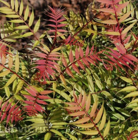 Рябинник Рябинолистный Сэм