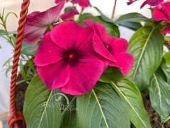 Катарантус черная вишня в кашпо