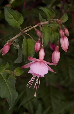 3595 Фуксия BEACON ROSE (ВЕСНА 2025)