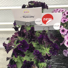 3205 Петуния BONNIE MYSTERY SKY (ВЕСНА 2025)
