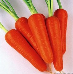 TI-134 F1 семена моркови курода/шантане (Takii / Таки)