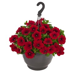 3256 Петуния SURPRISE RED (ВЕСНА 2025)