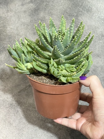 Алоэ Митриформис