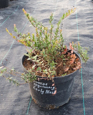 Teofrast Клюква крупноплодная early black vaccinium macrocarpon