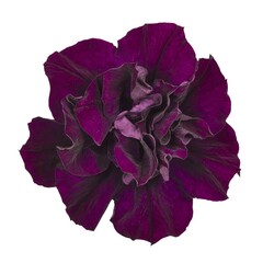 3299 Петуния ORIGAMI BURGUNDY (ВЕСНА 2025)